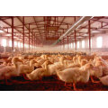 Professional Poultry Equipment with Prefab House Construction From Factory